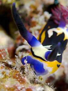 "Eating Nembrotha"

from the El Quadim Bay, El Quseir. ... by Henry Jager 